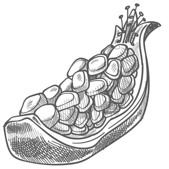 Online coloring book: Coloring page pomegranate slice